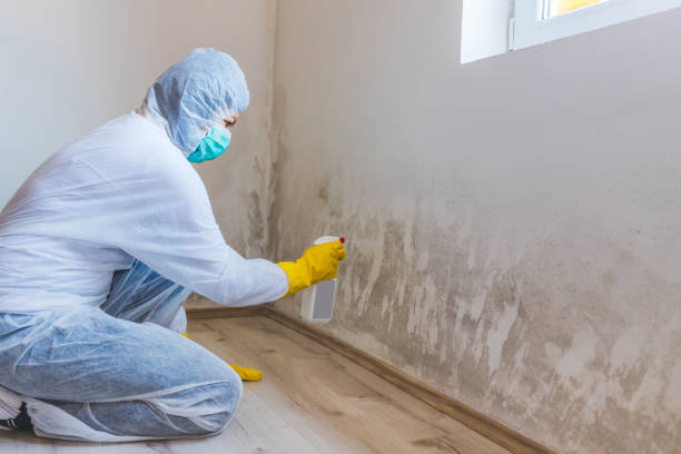 Mold Remediation specialist working in Needham